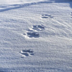 Wolverine tracks / Pistes de carcajou