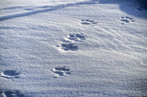 Wolverine tracks / Pistes de carcajou